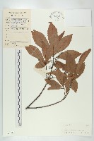 藏品(禿瓣杜英)的圖片