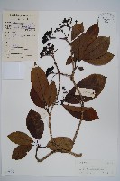 藏品(長花厚殼樹)的圖片