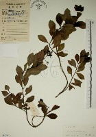 藏品(拎壁龍)的圖片