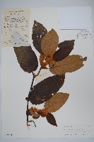 藏品(絲毛獼桃)的圖片