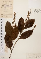 藏品(天料木)的圖片