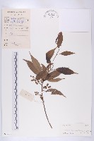 藏品(華杜英)的圖片