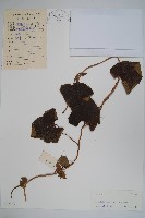 藏品(管花馬兜鈴)的圖片