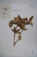 藏品(大葉黃楊)的圖片