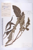 藏品(川續斷)的圖片