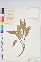 藏品(桂林栲)的圖片