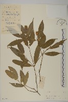 藏品(中國衛矛)的圖片