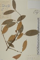 藏品(革葉衛矛)的圖片