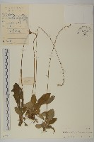 藏品(寬穗兔風)的圖片