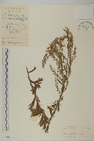 藏品(牡蒿)的圖片