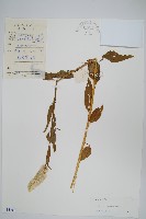 藏品(青葙)的圖片