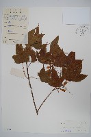 藏品(嶺南槭)的圖片