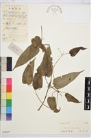 藏品(亨利氏鐵線蓮)的圖片