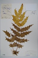 藏品(闊葉十大功勞)的圖片