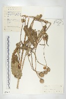 藏品(續斷)的圖片