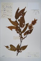 藏品(雷公鵝耳櫪)的圖片