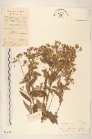 藏品(糙葉斑鳩菊)的圖片