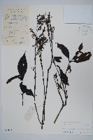 藏品(馬藍)的圖片