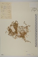 藏品(雀舌草)的圖片