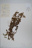 藏品(同鐘花)的圖片