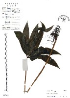 藏品(七葉一枝花)的圖片