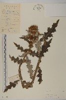 藏品(小薊)的圖片