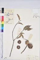 藏品(假魚藍石櫟)的圖片