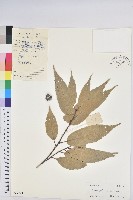 藏品(桂林栲)的圖片