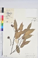 藏品(大葉苦櫧)的圖片