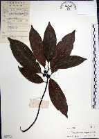 藏品(九重吹、九丁樹、脈葉榕、大葉九重吹)的圖片