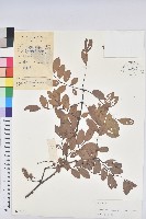 藏品(葉底珠、市蔥密花葉底珠)的圖片