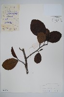 藏品(尼泊爾赤楊)的圖片