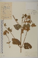 藏品(霍香薊)的圖片