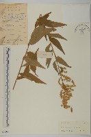 藏品(珍珠蒿、奇蒿)的圖片