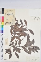 藏品(紅毛饅頭果)的圖片