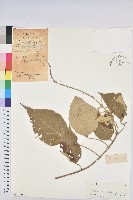 藏品(白背葉)的圖片