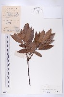 藏品(杜英)的圖片