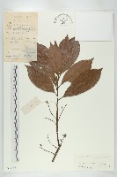 藏品(冬桃)的圖片