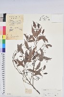 藏品(日本五月茶、南投五月茶)的圖片