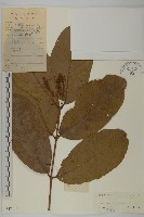 藏品(風車子)的圖片