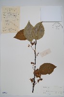 藏品(闊葉獼猴桃)的圖片