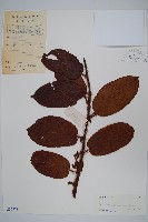 藏品(美麗獼猴桃)的圖片