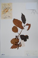 藏品(硬齒獼猴桃)的圖片