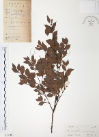 藏品(小葉赤楠)的圖片