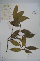 藏品(灰葉冬青)的圖片