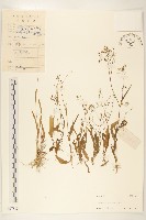 藏品(細葉苦實)的圖片