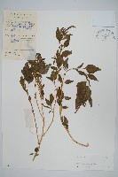 藏品(野莧菜)的圖片