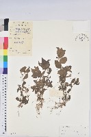 藏品(鐵莧菜)的圖片