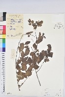 藏品(臭腥草、蕺菜)的圖片