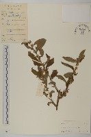 藏品(天名精)的圖片